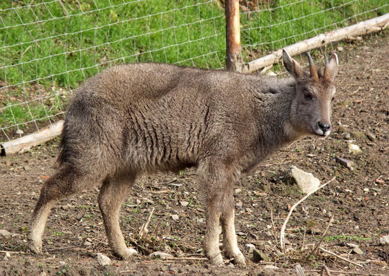 ***
Płockie ZOO
Słowa kluczowe: Ogród zoologiczny
