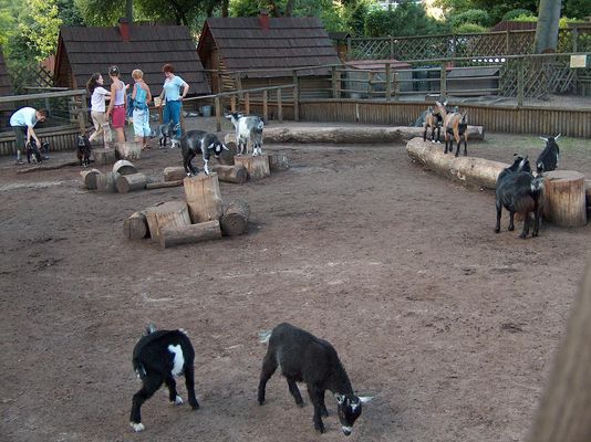 Płockie ZOO - mini ZOO
