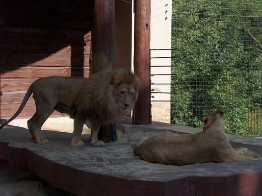 Mam na coś ochotkę!
Wybieg lwów w płockim ZOO
