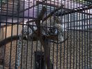 1).Plock-Ogrod_Zoologiczny._31-07-06_-_a.JPG