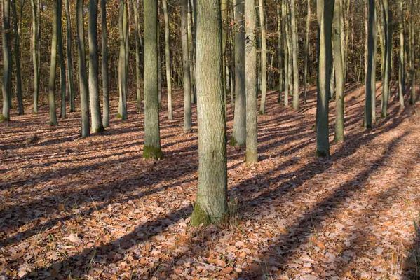 Brudzeński Park Krajobrazowy
