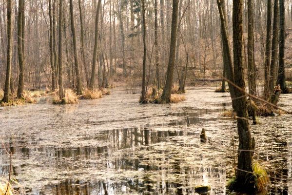 Brudzeński Park Krajobrazowy

