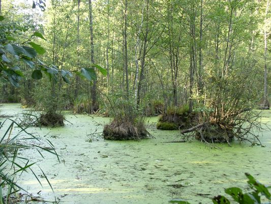 Brudzeński Park Krajobrazowy
