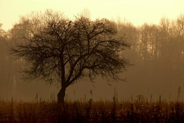 jesienny poranek
okolice Rydzyna

