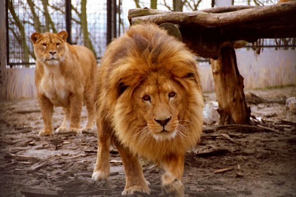 Lew
Płockie ZOO
