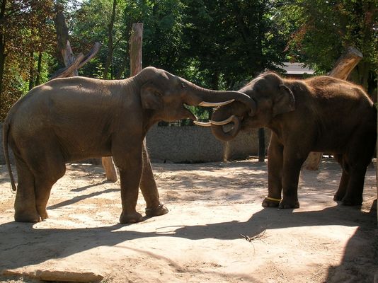 Tysjan i Santosh z płockiego ZOO
