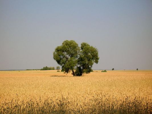 Drzewo w zbożu
