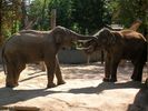 Tysjan_i_Santosh_z_plockiego_ZOO.jpg