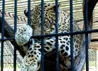 Zoo_Plock.JPG