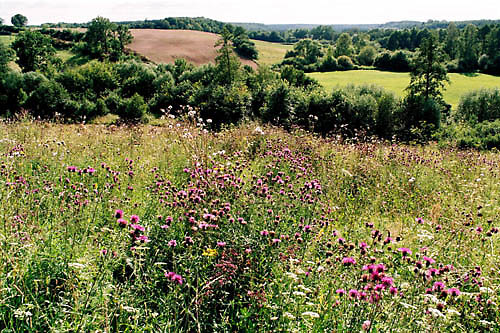 dolina Skrwy Prawobrzeżnej w Kobiernikach
wystarczy stać i słuchać natrętnego brzęczenia wszelkiego robactwa z trzmielem łąkowym (pyrobombus pratorum) na czele, żeby zapomnieć o wszyskich obelgach i chamstwach rzucanych w naszą stroną tak mimowolnie i z przyzwyczajenia.



Słowa kluczowe: zioła łąka lato dolina kobierniki skrwa