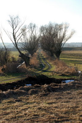 Brwilno koło Płocka
wierzby - symbol Mazowsza
Słowa kluczowe: Mazowsze wierzby