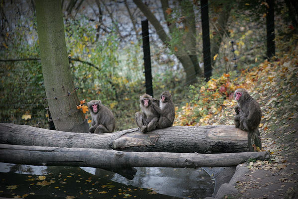 płockie zoo - małpki
jesień 2009
