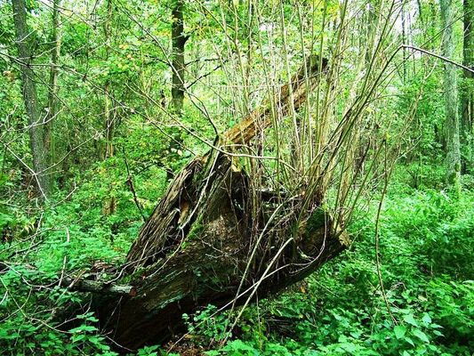 Jesień w Rezerwacie Sikórz
