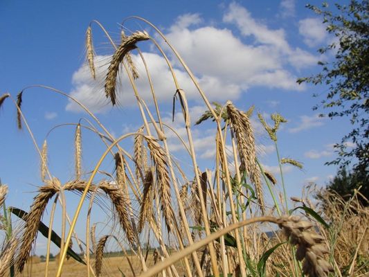 po żniwach...
pominięte źdźbła zboża...
... tylko one pozostały po "przejeździe" kombajnu

Słowa kluczowe: polskie zborze pola krajobraz 