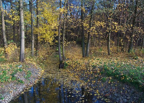 Jesień w Zażdzierzu
Słowa kluczowe: jesień Zaździerz Ciechomickie